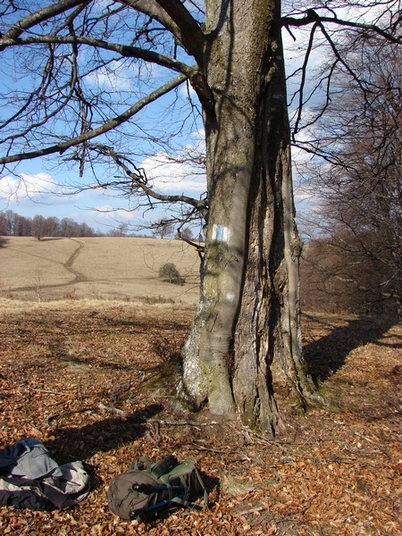 Benkő-kert - Baróti-hegység